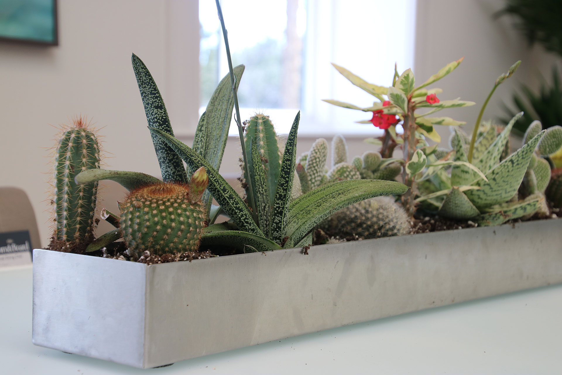 container gardening with succulents from Tonkadale Gardens