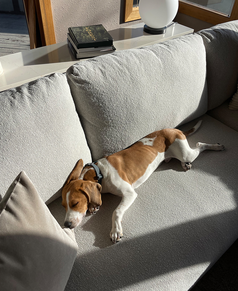 Dog resting on Fia sofa in sunlight